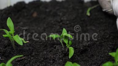 大棚农户苗木培育及选择.. 园丁的手心里`番茄幼苗。 绿色